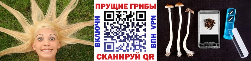 наркошоп  Вяземский  мега ССЫЛКА  Галлюциногенные грибы GOLDEN TEACHER 